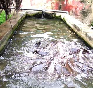 Catfish farming in cement tank in asia|hybrid magur fish farming in india. Pig Farming Or Fish Farming? - Agriculture (2) - Nigeria
