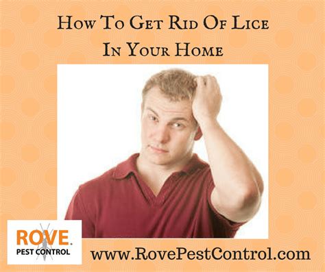 How To Get Rid Of Lice In Your Home Rove Pest Control