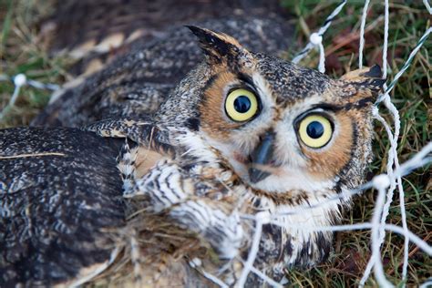 The Early Bird: Great Horned Owls - Virginia Breeding Bird Atlas