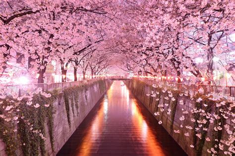 Beautiful Osaka Castle Nishinomaru Garden Cherry Blossom Viewing