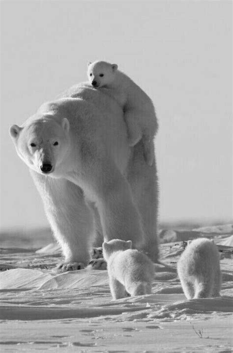Getting On For Express Ride On Mom Baby Polar Bears Cute Polar Bear