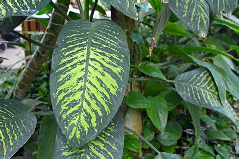 13 Big Leaf Plants That Make A Statement In Any Home