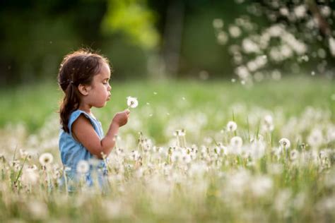 4800 Child Blowing Dandelion Pic Stock Photos Pictures And Royalty