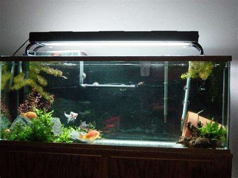 Photo 2 55 Gallon Goldfish Tank Over The Years And In D
