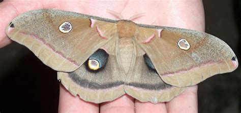 Polyphemus Moth Antheraea Polyphemus So Exciting To Find One And