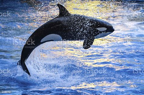 Killer Whale Stock Photo Download Image Now Killer Whale Animals
