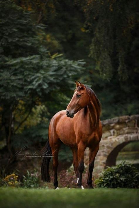 25 Horse Photography Tips Take Great Equine Photography Beautiful