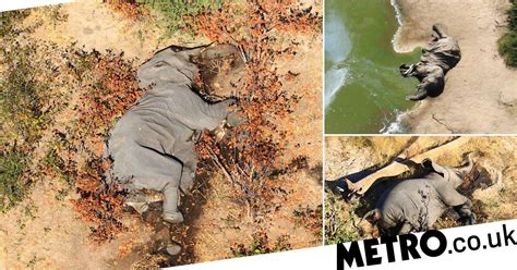 Hundreds Of Elephants Mysteriously Die In Botswana Metro News