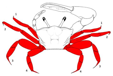 Fiddler Crab Morphology Walking Legs Limbs