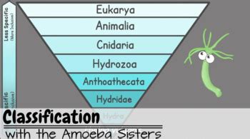 Some of the worksheets for this concept are amoeba sisters meiosis answer. Classification Recap Answer Key by The Amoeba Sisters ...