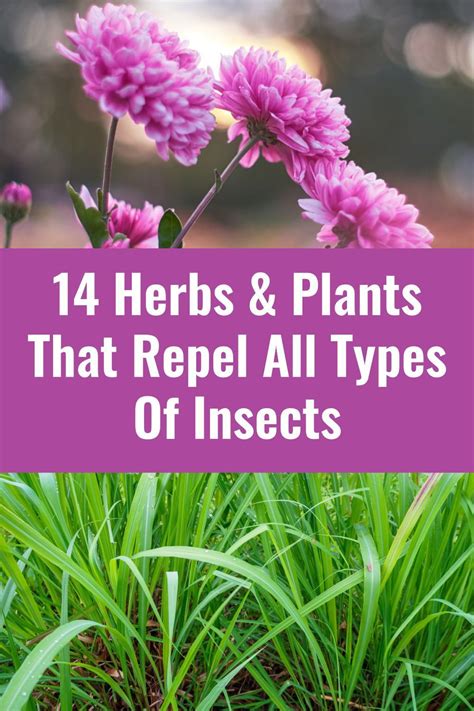 Bee Repellent Insect Repellent Plants Mosquito Repelling Plants