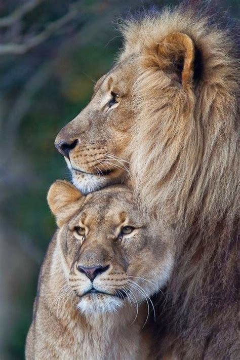 Couple Lion Et Lionne