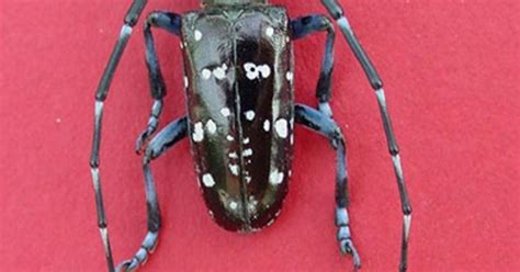 Kinda Creepy Officials Want Help Watching For Invasive Tree Eating Beetle Cbs Detroit