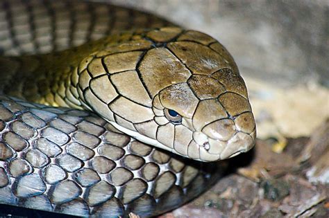 King Cobra San Diego Zoo Dave Pierce Flickr