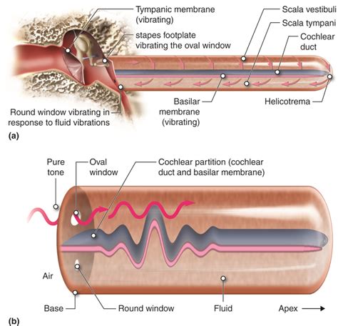 Special Senses Hearing Audition And Balance Anatomy And Physiology I