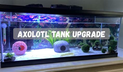 Axolotl Tank Upgrade 20 Gal Live Planted Tank Axolotl Tank Axolotl