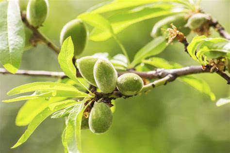 How To Grow An Almond Tree Hunker