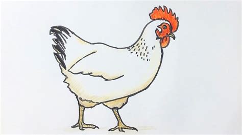 Instead, let's learn how to draw a chicken using a nice (and original) cartoon design! Beginners how to draw a chicken - YouTube
