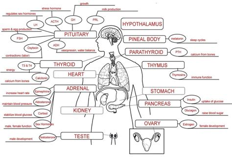 Endocrine System Concept Map Application Of T
