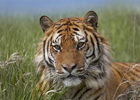 Siberian Tiger Portrait Endangered Photograph By Tim Fitzharris Fine
