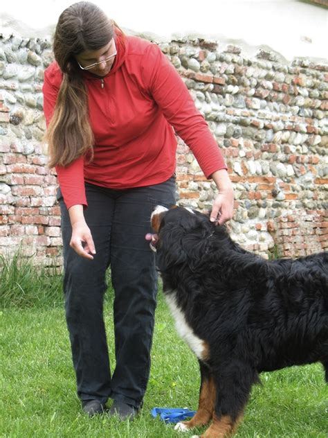 Bernese Mountain Dog At Cac Desio 180410