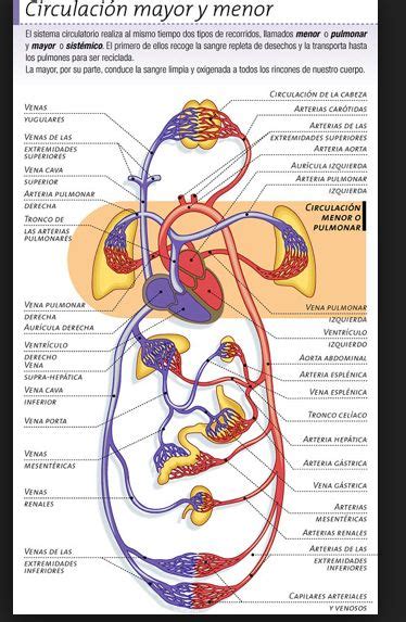 Circulación Anatomía Médica Anatomia Cardiaca Anatomia Y Fisiologia Humana