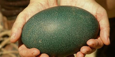 Emu Eggs Are Crazy Looking And They Might Be The Next Big Thing