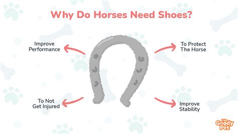 Why Do Horses Need Shoes Everything You Need To Know The Goody Pet