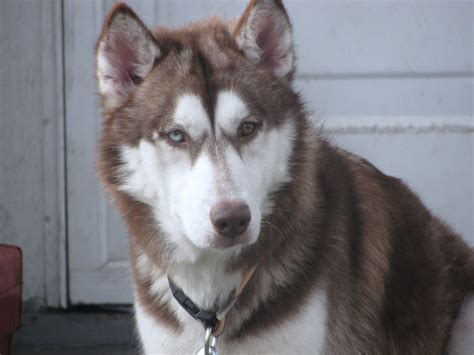 This is the rarest eye color variation and it's called. Gorgeous Dogs With Two Different Colored Eyes | Pet Comments