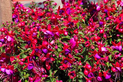 How To Grow And Care For Fuchsia Flowers Gardeners Path