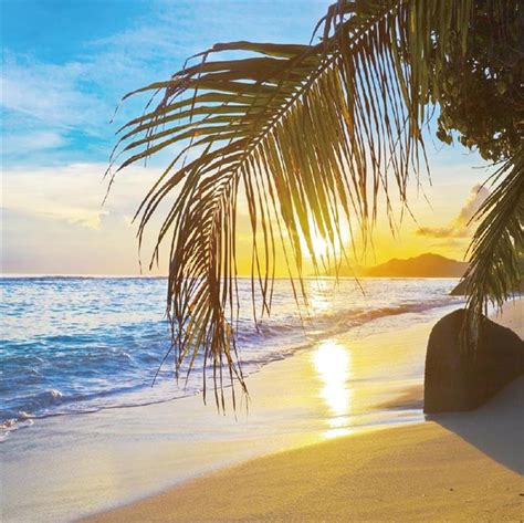 Laeacco Tropical Sea Waves Beach Sand Palm Tree Sunset