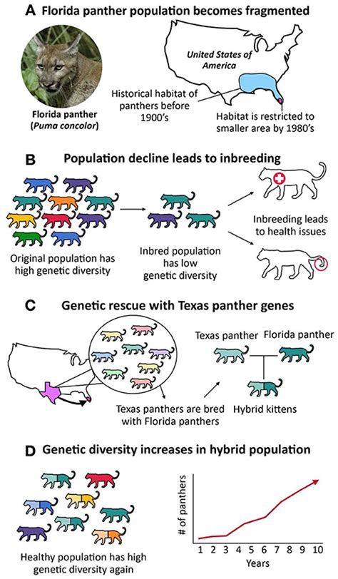 What Is Genetic Diversity And Why Does It Matter · Frontiers For Young