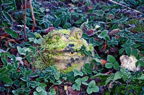 Frosty Frog Ingeborg Blipfoto