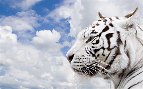 White Tiger Hd Wallpapers Top Free White Tiger Hd Backgrounds