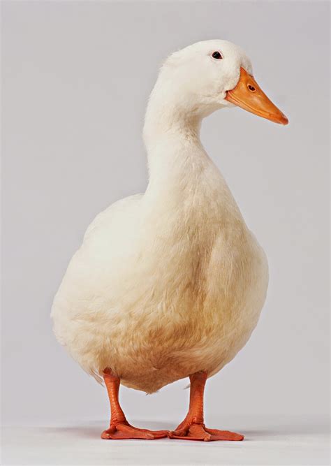 We did not find results for: Gambar Bebek Dan Kelinci - Gambar V