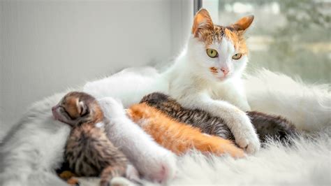 Does my cat know that i am pregnant? How to Tell If Your Cat Is Pregnant Without A Vet?| Kitty ...