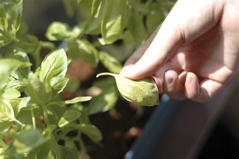 How To Grow An Herb Garden Indoors Year Round 7 Steps