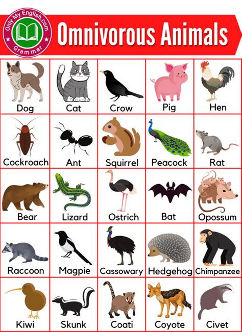 50 Omnivorous Animals Name List With Pictures