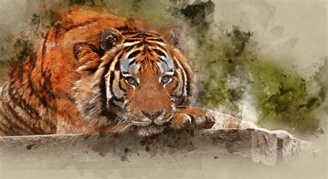 Digital Watercolor Painting Of Stunning Tiger Relaxing On Warm Day With