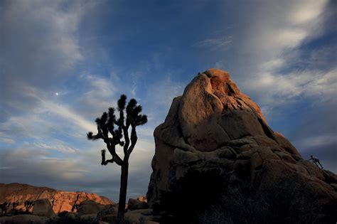How Joshua Trees Popular Lost Horse Mine Trail Helped A Hike Hater