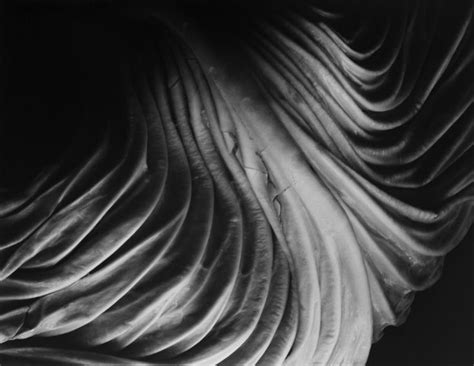 Edward Weston Cabbage Leaf 1931 Edward Weston Weston Still Life