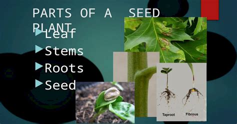 Parts Of A Seed Plant Leaf Stems Roots Seeds Pptx Powerpoint