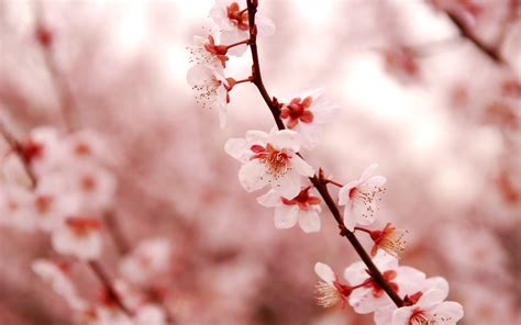 Lovely Cherry Blossom Wallpaper 2560x1600 23207