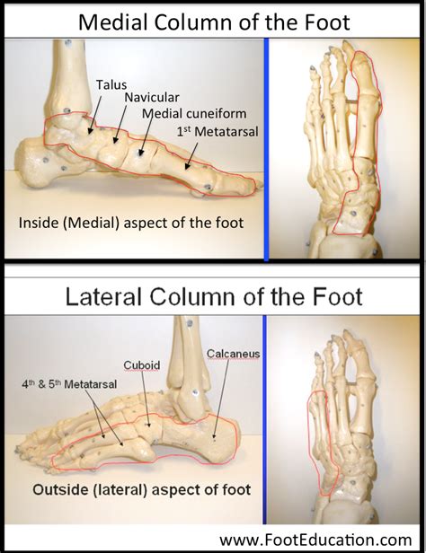 Anatomy Of The Foot And Ankle Orthopaedia Joints Of The Foot
