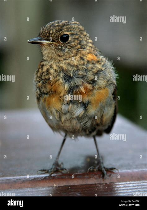 Fledgling Robin Hi Res Stock Photography And Images Alamy