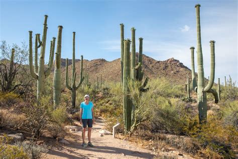 8 Amazing Things To Do In Saguaro National Park Earth Trekkers