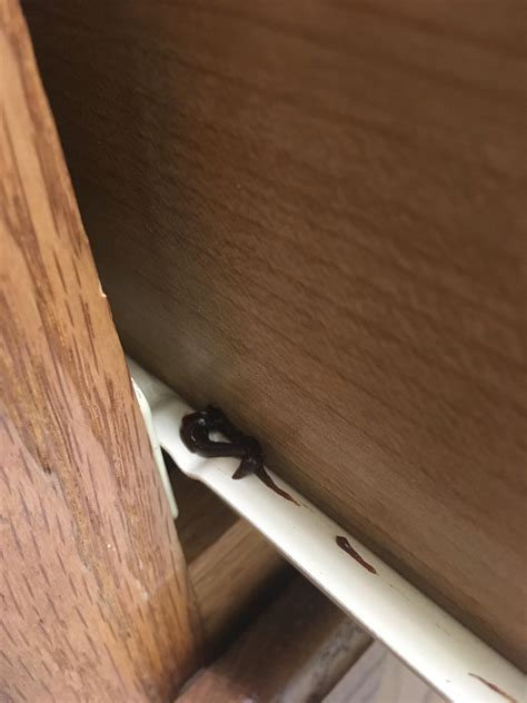 Sticky Gooey Substance In Kitchen Cabinets Mdusa Rwhatisthisthing
