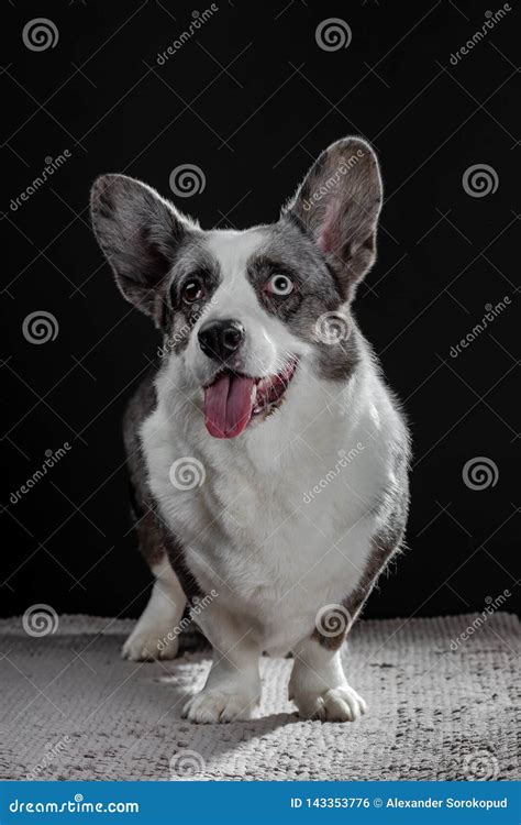 Beautiful Grey Corgi Dog With Different Colored Eyes Closeup Emotional