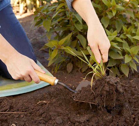 Eliminate Weeds From Your Garden Better Homes And Gardens