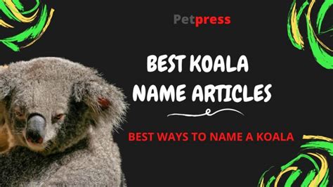 100 Best Koala Names Boy Girl Baby And Cute Koala Names